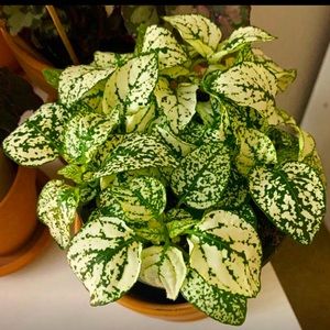 Meet your Posher, Cathy